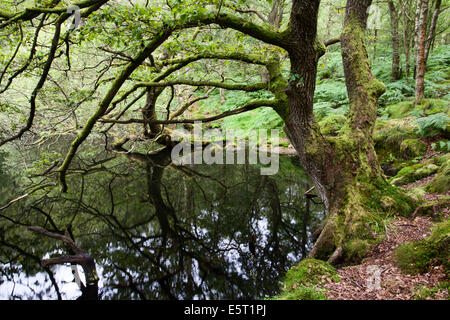 Bemooste Baum überhängenden Guisecliff Tarn Pateley Bridge North Yorkshire England Stockfoto