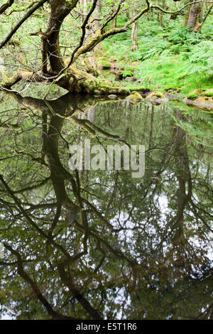 Baum-Reflexionen in Guisecliff Tarn Pateley Bridge North Yorkshire England Stockfoto