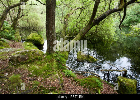 Bemooste Baum und Felsen von Guisecliff Tarn Pateley Bridge North Yorkshire England Stockfoto