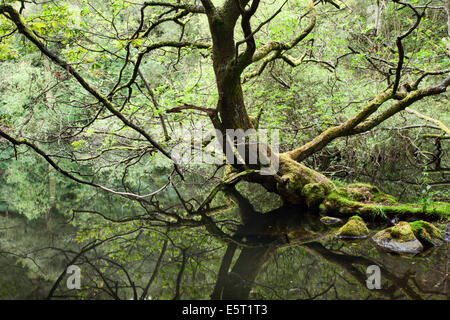 Baum, überhängenden Guisecliff Tarn Pateley Bridge North Yorkshire England Stockfoto