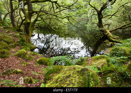 Guisecliff Tarn im Sommer Pateley Bridge North Yorkshire England Stockfoto