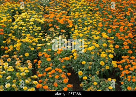 Calendula Officinalis. Sorten von Ringelblume Blüten in einem englischen Garten Stockfoto