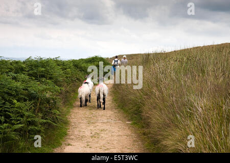 Schafe folgen Wanderer auf dem Weg in der Nähe von Bronte Wasserfällen, Haworth Stockfoto