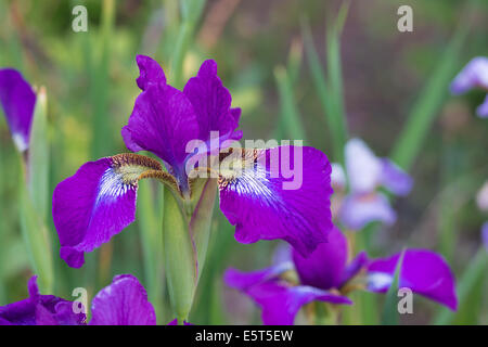 Sibirische Iris, Iris Sibrica, wächst in einem Garten in St. Albert, Alberta, die botanische Kunst-Stadt Stockfoto