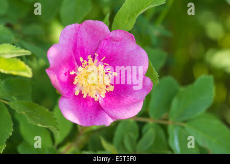Wild rose, Rosa Acicularis, wachsen neben einem Waldgebiet Wagner Moor Naturschutzgebiet, Alberta Stockfoto