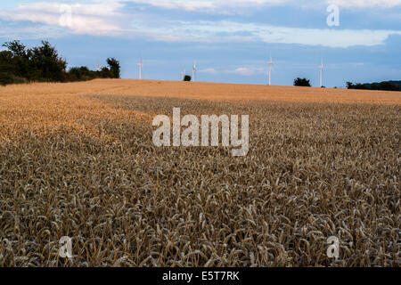 Windkraftanlagen in einem Feld von Weizen, Bedfordshire, UK Stockfoto