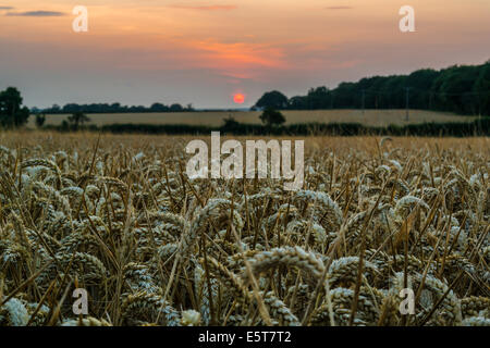 Sunset at a field of wheat, Bedfordshire, UK Stockfoto