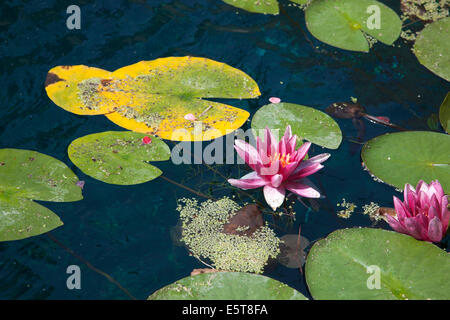 Blühende Seerose schwimmt auf dem Teich in East London Stockfoto