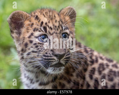 Weibliche Amur Leopard cub Stockfoto