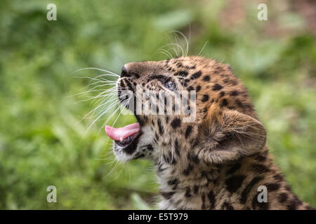 Weibliche Amur Leopard Cub Gähnen Stockfoto