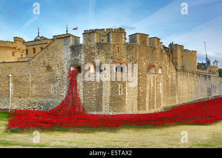 London, UK. 5. August 2014. Das Meer von Mohn rund um den Tower of London bei der Eröffnung des Kunstwerks durch Paul Cummins Blut Mehrfrequenzdarstellung Länder und Meere von rot. 888.246 Keramik Mohn, jeder vertritt eine britische Mohn oder kolonialen militärische Todesfälle während des Krieges, füllt den Graben vom 11. November. Für die Eröffnung, wurden der zentrale Turm Schlachtfeld Bilder projiziert, während Tim Pigott-Smith, Namen der Gefallenen während 21 Salutschüsse lesen. Der Abend endete mit dem Spiel der letzten Beitrag. Bildnachweis: Paul Brown/Alamy Live-Nachrichten Stockfoto