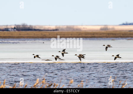 Herde von nördlichen Pintail Enten auf einem gefrorenen See Alberta Kanada Stockfoto