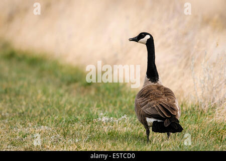 Kanadische Gänse in der Prärie im Frühling Stockfoto