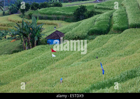 Jatiluwih, Bali, Indonesien.  Reisterrassen.  Bananenstauden auf linken Seite. Stockfoto