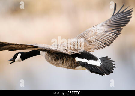 Kanadische Gänse in der Prärie im Frühling Stockfoto