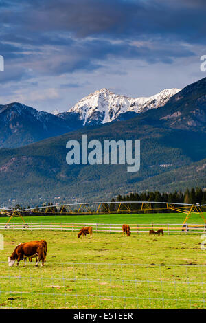 Rinderfarm in einer Alm Stockfoto