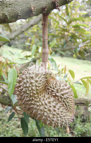 Frische Durian Frucht auf den Bäumen in Obstgärten. Stockfoto