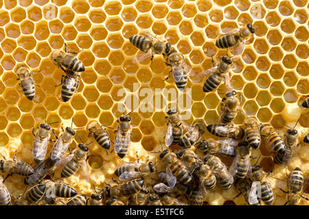 Nahaufnahme von den Arbeitsbienen auf honeycells Stockfoto