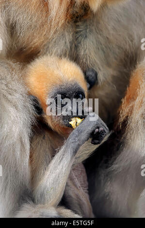 Gelb-cheeked Gibbon (Nomascus Gabriellae), jung, in Gefangenschaft, Deutschland Stockfoto