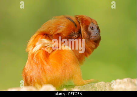 Goldgelben Löwenäffchen (Leontopithecus Rosalia), Weibchen mit jungen, in Gefangenschaft, Deutschland Stockfoto