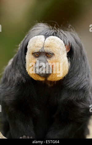 White-faced Saki (Pithecia Pithecia), Männlich, in Gefangenschaft, Deutschland Stockfoto