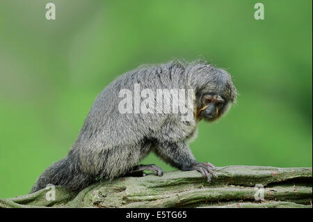 White-faced Saki (Pithecia Pithecia), Weiblich, in Gefangenschaft, Deutschland Stockfoto