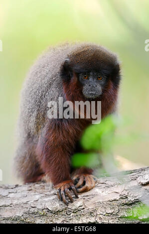 Kupferfarben Titi Monkey oder Red Titi Monkey (Callicebus Cupreus), in Gefangenschaft, Deutschland Stockfoto
