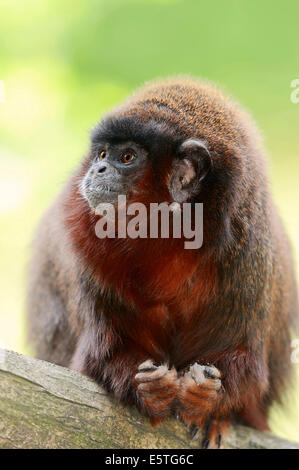 Kupferfarben Titi Monkey oder Red Titi Monkey (Callicebus Cupreus), in Gefangenschaft, Deutschland Stockfoto