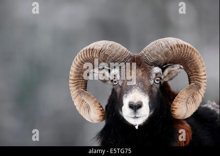 Europäischer Mufflon (Ovis Orientalis Musimon), ram in Winter, North Rhine-Westphalia, Deutschland Stockfoto