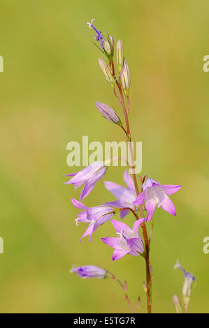 Rapunzeln Glockenblume (Campanula Rapunculus), Blumen, North Rhine-Westphalia, Germany Stockfoto