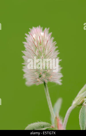 Hares-Fuß-Klee (Trifolium Arvense), Blume, North Rhine-Westphalia, Germany Stockfoto