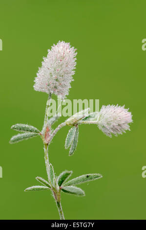 Hares-Fuß-Klee (Trifolium Arvense), Blumen, North Rhine-Westphalia, Germany Stockfoto