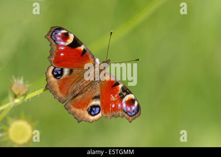 Einen schönen bunten Europäischen Tagpfauenauge (Inachis Io) Stockfoto