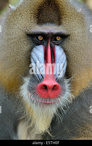 Mandrill (Mandrillus Sphinx), Männlich, Tier-Portrait, gefangen, Südwest-Region, Kamerun Stockfoto