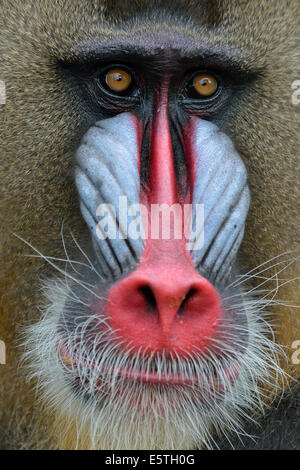 Mandrill (Mandrillus Sphinx), Männlich, Tier-Portrait, gefangen, Südwest-Region, Kamerun Stockfoto