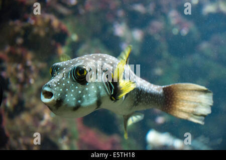 Weiß gefleckten Kugelfisch (Arothron Hispidus), gefangen Stockfoto