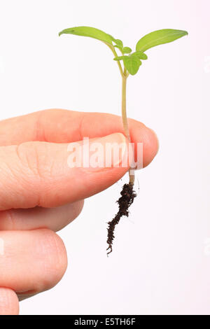 Eine Hand hält den Sämling einer Tomate (Solanum Lycopersicum) Stockfoto