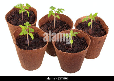 Tomatenpflanzen (Solanum Lycopersicum) Anbau in biologisch abbaubaren Töpfen Stockfoto