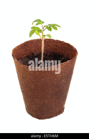 Tomatenpflanze (Solanum Lycopersicum) wächst in einem biologisch abbaubaren Topf Stockfoto