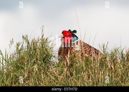 Gemeinsamen Fasan (Phasianus Colchicus), Männlich, Texel, Nordholland, Niederlande Stockfoto