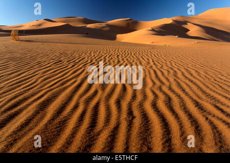 Orangefarbenen Dünen und Sand Wellen, Erg Chebbi Sand Meer, Sahara Wüste in der Nähe von Merzouga, Marokko, Nordafrika, Afrika Stockfoto