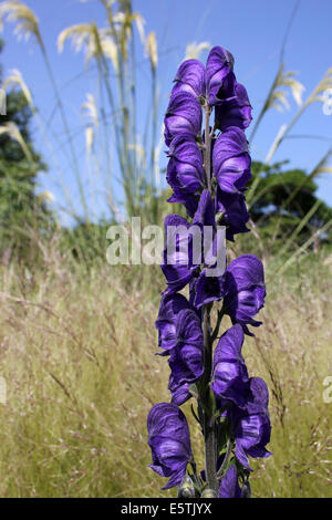 Eisenhut Aconitum napellus Stockfoto