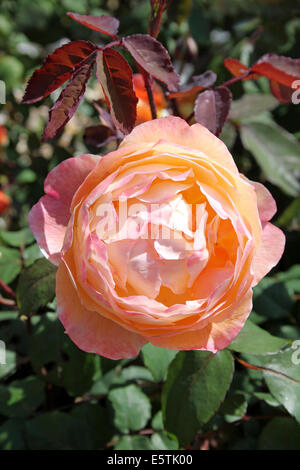 Englische Rose "Lady Emma Hamilton" Stockfoto