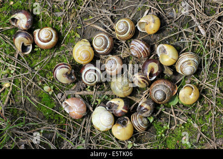 Leere Schalen der Weißlippen-Banded Schnecke Bänderschnecken Hortensis gegessen durch A Singdrossel Turdus philomelos Stockfoto