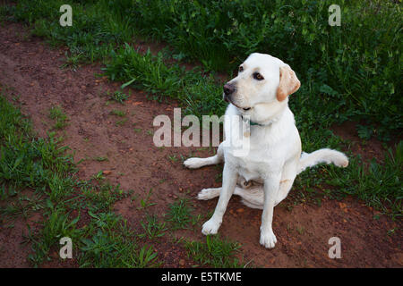 PET-Labrador Hund sitzend Stockfoto