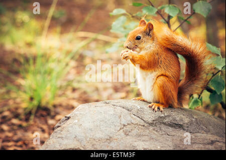 Eichhörnchen Sie rotes Fell mit Nüssen und Sommer Wald auf thematischen Hintergrund wilde Natur Tier (Sciurus Vulgaris, Nager) Stockfoto