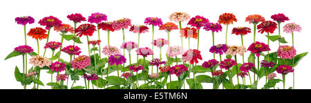 Rote und rosa Sommerblumen Zinnien auf große isolierte Bettwäsche Stockfoto
