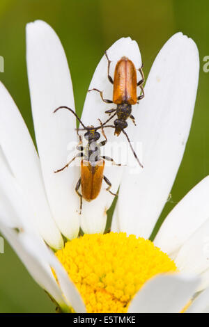 Bockkäfer auf Ochsen-Auge daisy Stockfoto