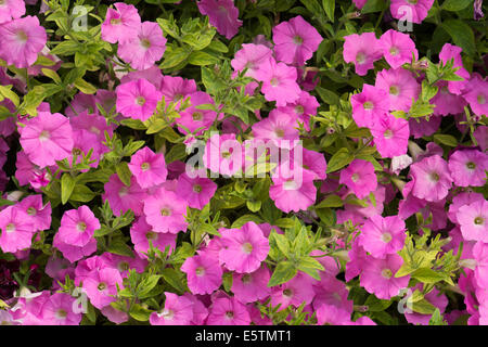 Petunia X Hybrida Shock Wave rosa Farbton. Verbreitung von Petunia Blumen Stockfoto