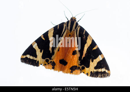 Jersey Tiger Moth, Euplagia quadripunctaria, auf weißem Hintergrund Stockfoto